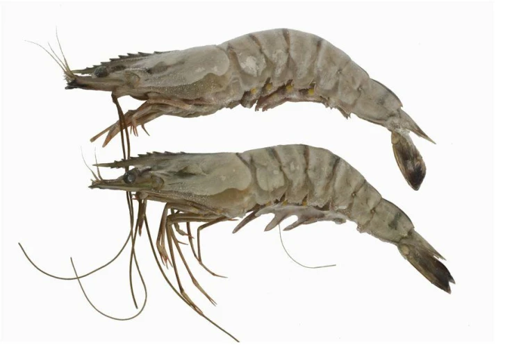 Krewetki całe 16.20 1kg - Dayseaday